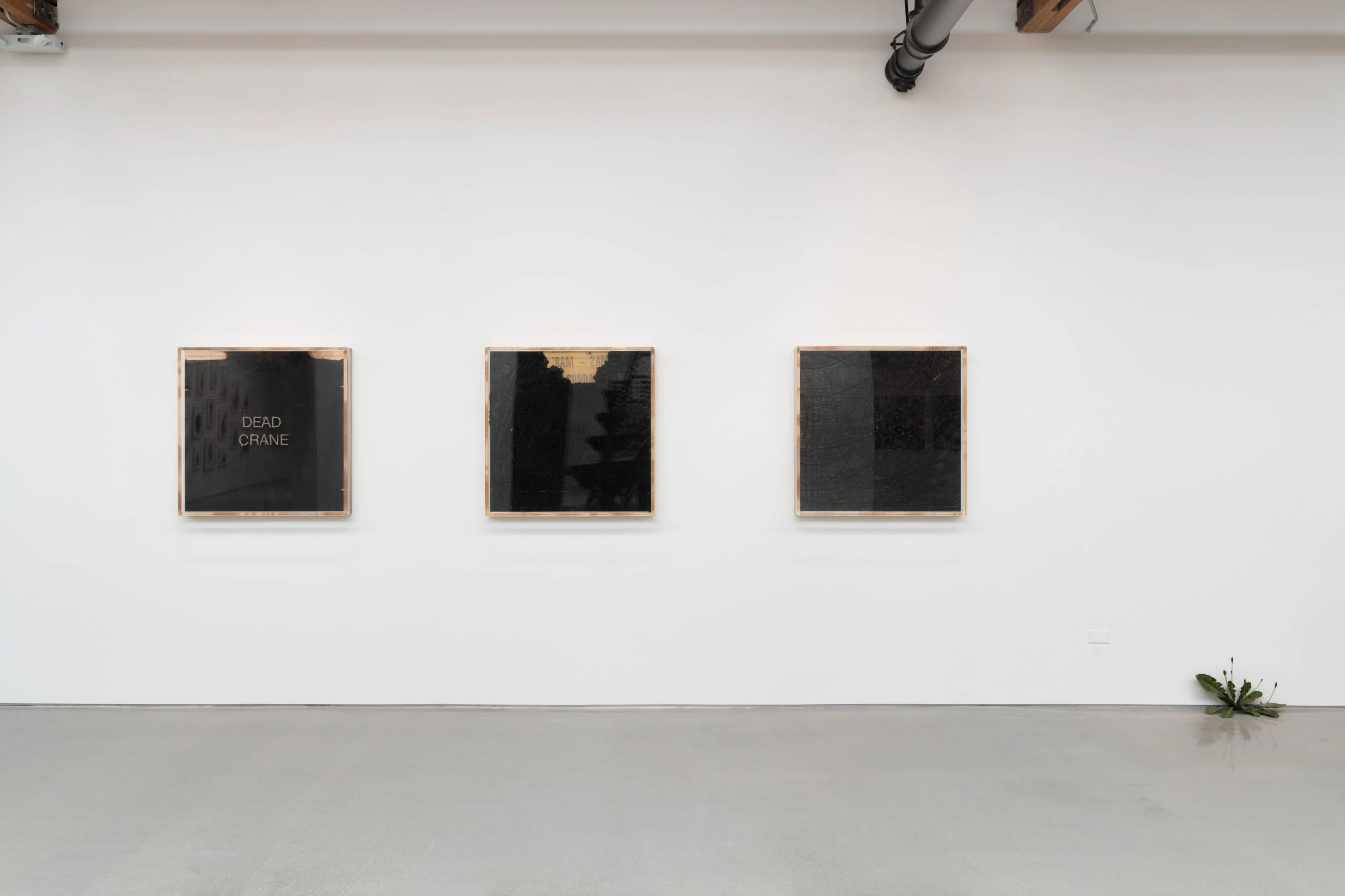 Image of three dark colored works on a white wall. In the right hand corner is a free standing piece of greenery resembling the structure of a lilypad.