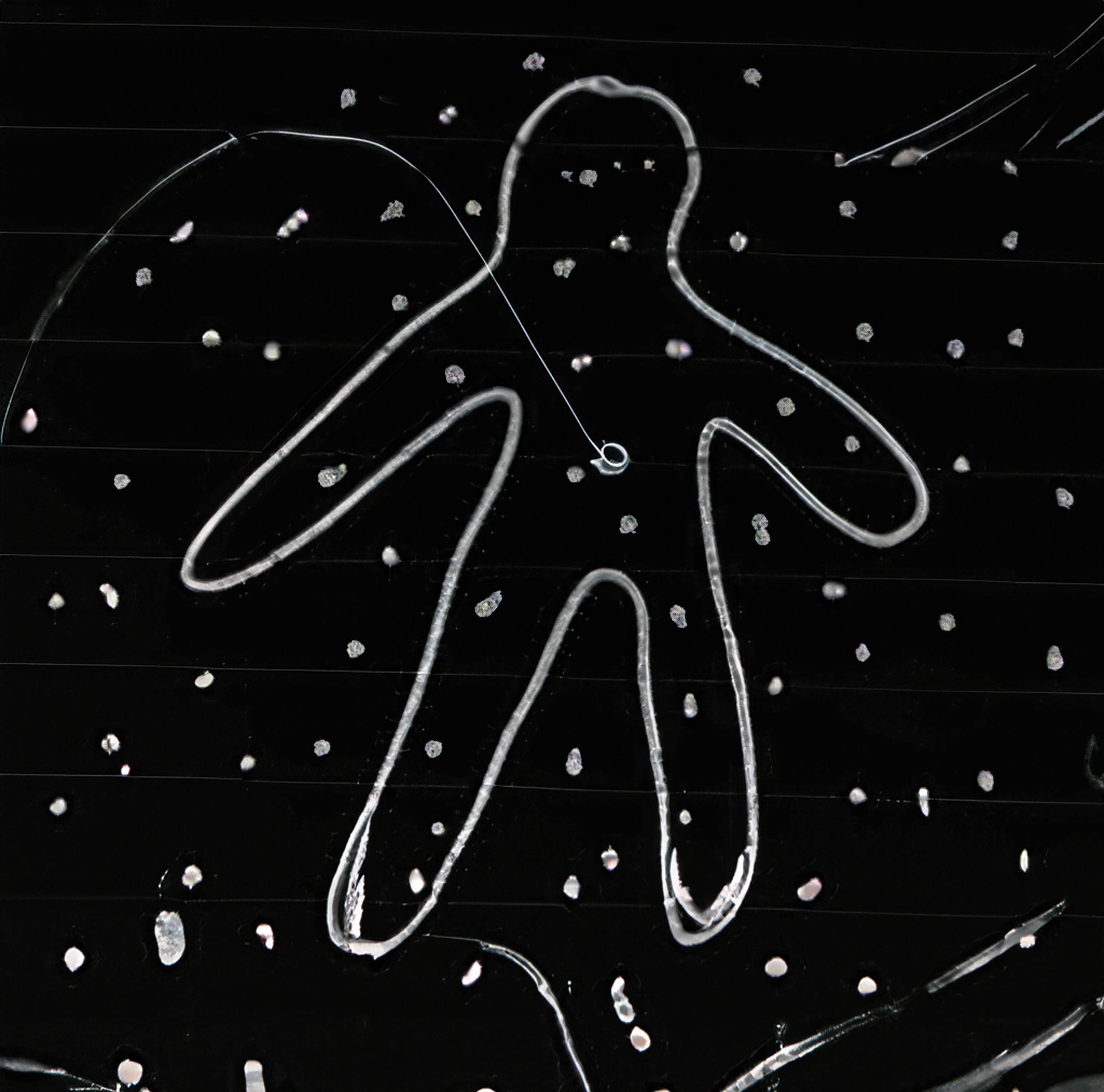  A basic human shape from single points of light emerges, a faint line connecting umbilicus to the vast unknown 